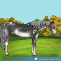 Horse Color:Platinum White Spotted Liver Chestnut Mushroom Tobiano Rabicano