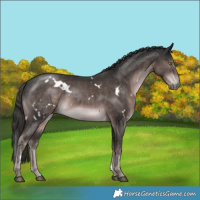 Horse Color:Platinum White Spotted Liver Chestnut 