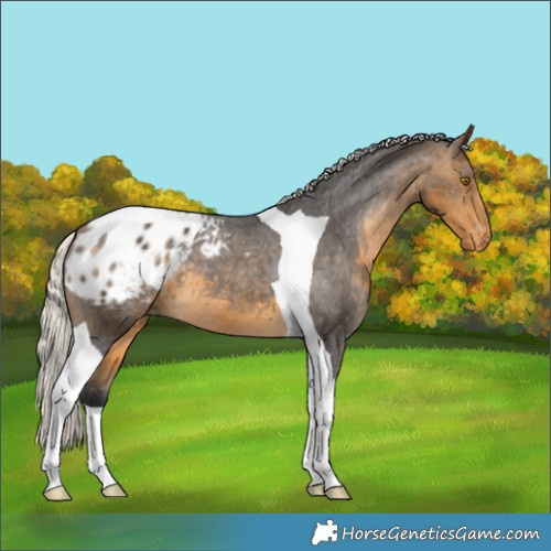 Horse Color:Silver Buckskin Tobiano Blanket 
