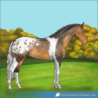 Horse Color:Silver Buckskin Tobiano Appaloosa 