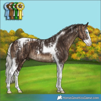 Horse Color:Silver Brown Dun Splash Tobiano  and Gray Silver Black Splash Tobiano 