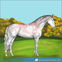 Horse Color:Platinum White Spotted Chocolate Palomino Dun Splash Rabicano 