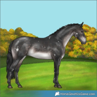 Horse Color:Platinum White Spotted Brown Rabicano 