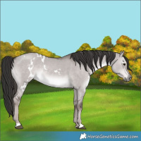 Horse Color:Platinum White Spotted Liver Red Dun 