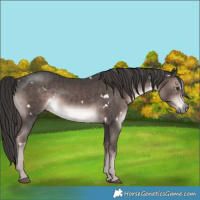Horse Color:Platinum White Spotted Liver Chestnut Rabicano 