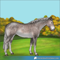 Horse Color:Platinum White Spotted Chocolate Palomino 