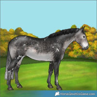 Horse Color:Gray Platinum White Spotted Buckskin 