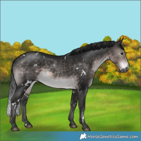 Horse Color:Gray Platinum White Spotted Buckskin 