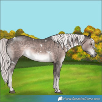Horse Color:Platinum White Spotted Chocolate Palomino Rabicano 