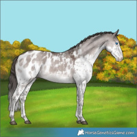 Horse Color:Platinum White Spotted Liver Red Dun Splash Appaloosa 