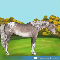 Horse Color:Platinum White Spotted Chocolate Palomino Varnish 
