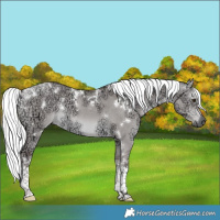 Horse Color:Gray Platinum White Spotted Liver Red Dun Ice Mushroom Tobiano 