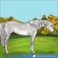 Horse Color:Platinum Liver Red Dun Mushroom Tobiano 