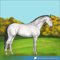 Horse Color:Gray Platinum Liver Red Dun Roan Splash Tobiano 