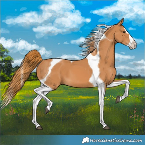 Horse Color:Chestnut Splash Tobiano