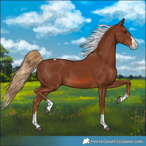 Horse Color:Chestnut Splash Tobiano