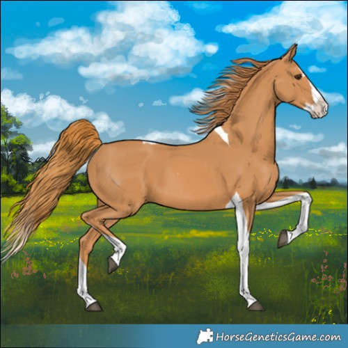 Horse Color:Chestnut Splash Tobiano