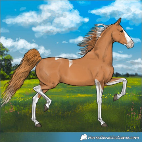 Horse Color:Chestnut Splash Tobiano