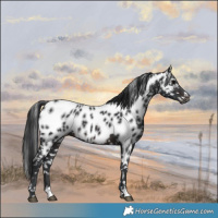Horse Color:Brown Appaloosa Rabicano