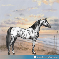Horse Color:Brown Appaloosa Rabicano