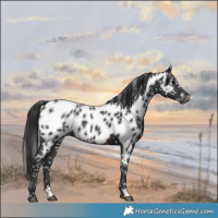 Horse Color:Brown Appaloosa Rabicano