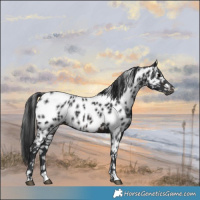 Horse Color:Brown Appaloosa Rabicano 
