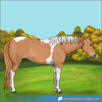 Horse Color:Chestnut Tobiano 