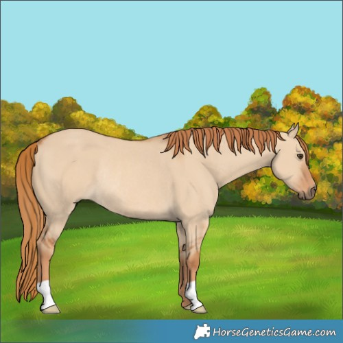 Horse Color:Red Dun Rabicano 