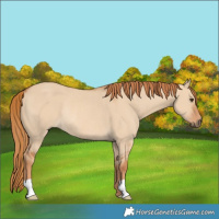 Horse Color:Red Dun Rabicano 