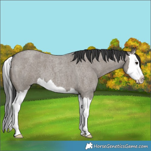 Horse Color:Grullo Roan Splash 