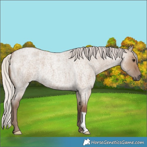 Horse Color:Silver Grullo Roan 