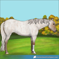 Horse Color:Silver Grullo Roan 