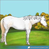 Horse Color:Smoky Blue Roan Pearl Splash Tobiano Appaloosa 