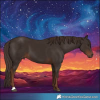 Horse Color:Liver Chestnut 