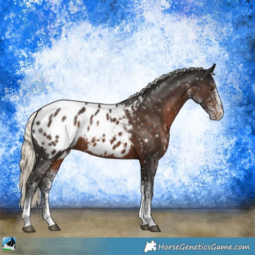 Horse Color:White Spotted Liver Chestnut Mushroom Appaloosa