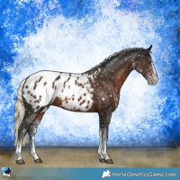 Horse Color:White Spotted Liver Chestnut Mushroom Appaloosa 