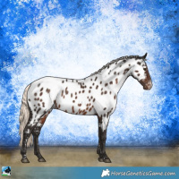 Horse Color:Liver Chestnut Mushroom Sabino Near Leopard