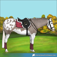 Horse Color:Silver Black Splash Appaloosa
