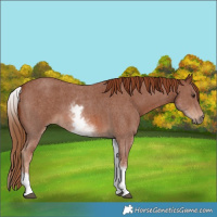 Horse Color:White Spotted Chestnut Sabino 