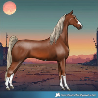 Horse Color:Chestnut 