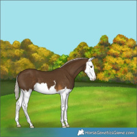 Horse Color:Chocolate Palomino Splash 