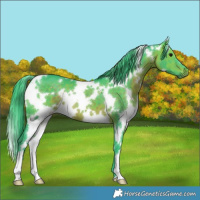 Horse Color:Watercolor White Spotted Brown