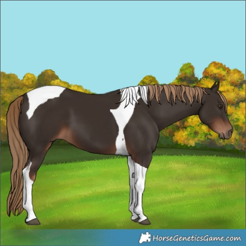 Horse Color:Liver Chestnut Tobiano 