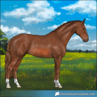 Horse Color:Chestnut Rabicano 