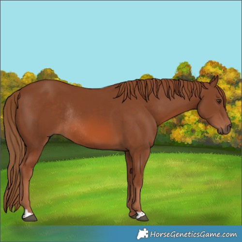 Horse Color:Chestnut Rabicano 
