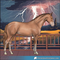 Horse Color:Gold Champagne 