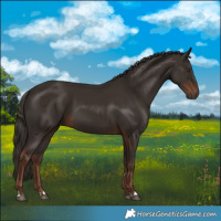 Horse Color:Liver Chestnut 