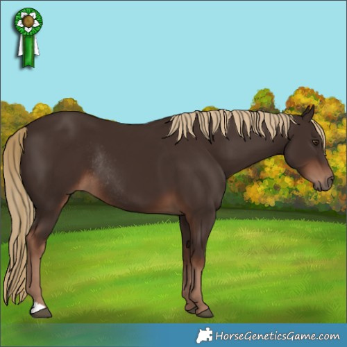 Horse Color:Liver Chestnut Rabicano 