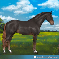 Horse Color:Liver Chestnut Rabicano 