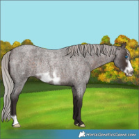 Horse Color:Silver Brown Roan Frame Rabicano 
